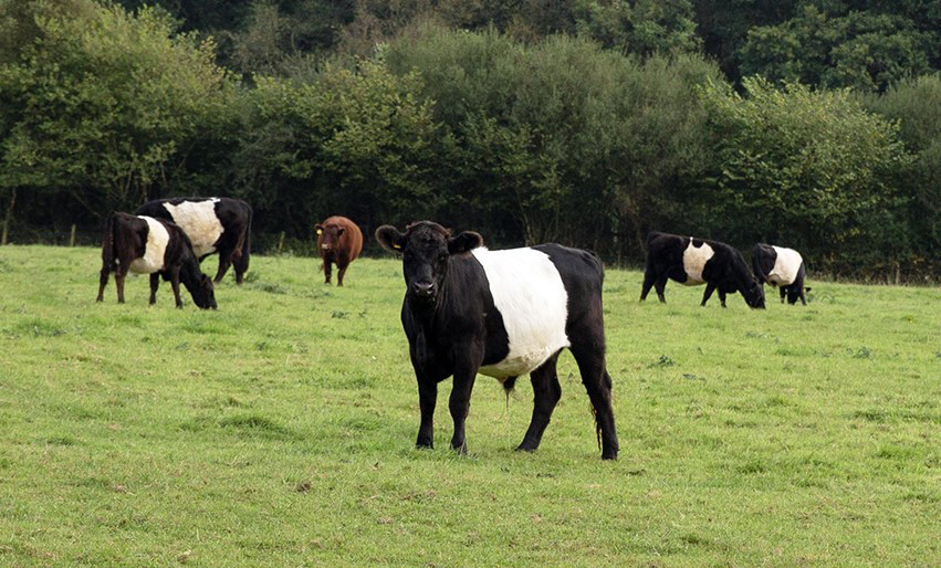 Taw Top Farm Langatons